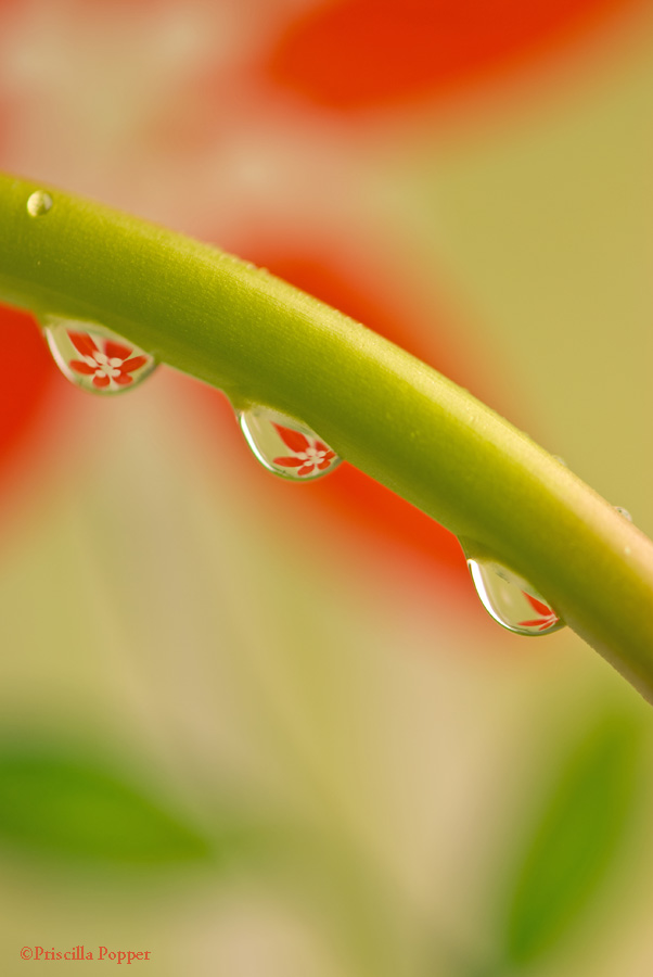 Priscilla Popper - Flower Water Drops