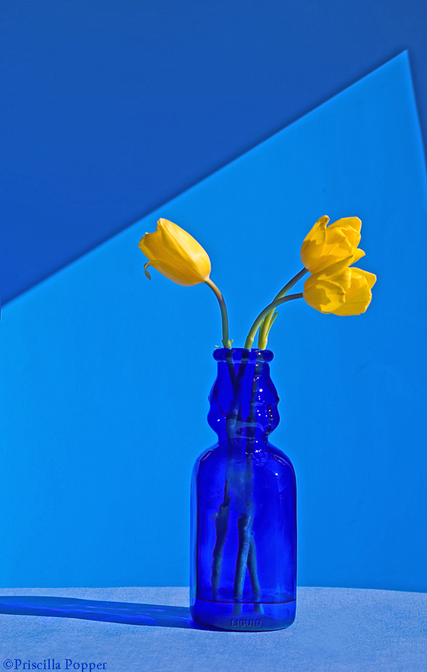 Priscilla Popper - Yellow Tulips on Blue