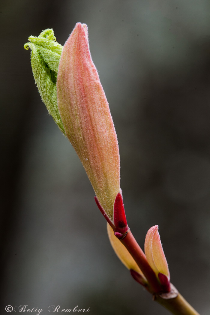 Betty Rembert - Striped Maple  (Acer pensylvanicum)