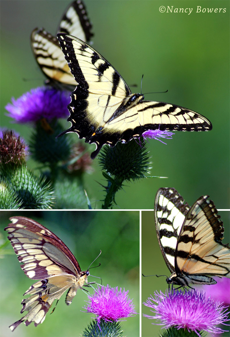 Nancy Bowers - Butterfly Montage